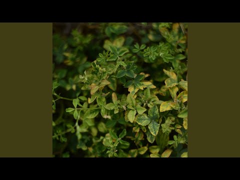 სრული დასვენება