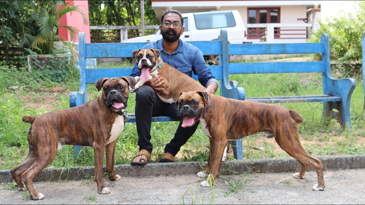 ഒരു കിടിലൻ ബോക്സ്ർ ബ്രീഡർ |Boxer Dog Kennel|Boxer puppy|Dog sale Kerala|Dogs Malayalam