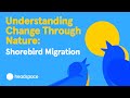 Animal Migration Quiz