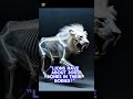 You’ve never seen a lion like this!”ou