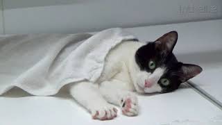 岩盤浴風にお風呂を楽しむ猫  Moo the Cat enjoy Ganbanyoku (Bedrock bath)