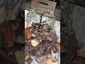 Wire Art - A wire willow tree in autumn