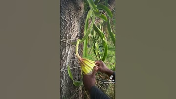 Thumbnail of Dragon fruit hand pollination