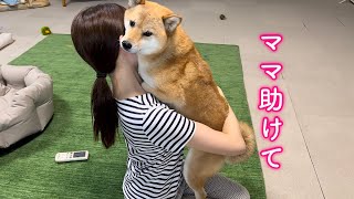 平和な昼下がりが一変、あまりの恐怖にママにしがみつき助けを求める柴犬