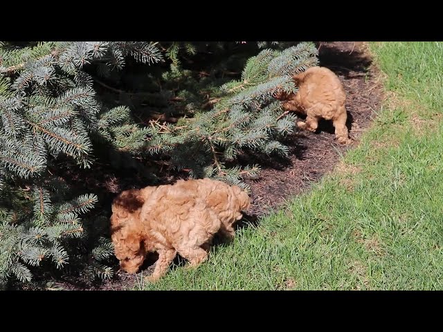 Navy video thumbnail