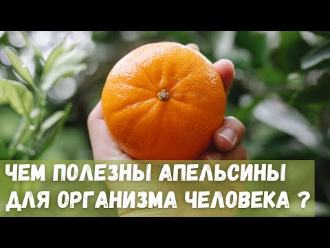 Чем полезны апельсины для организма человека?