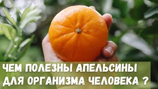 Чем полезны апельсины для организма человека?