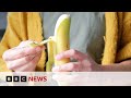 Banana production under threat  bbc news