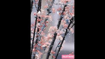 راحة نفسية //تلاوة هادئة وجميلة🌸// سورة القدر// القرآن الكريم🌸