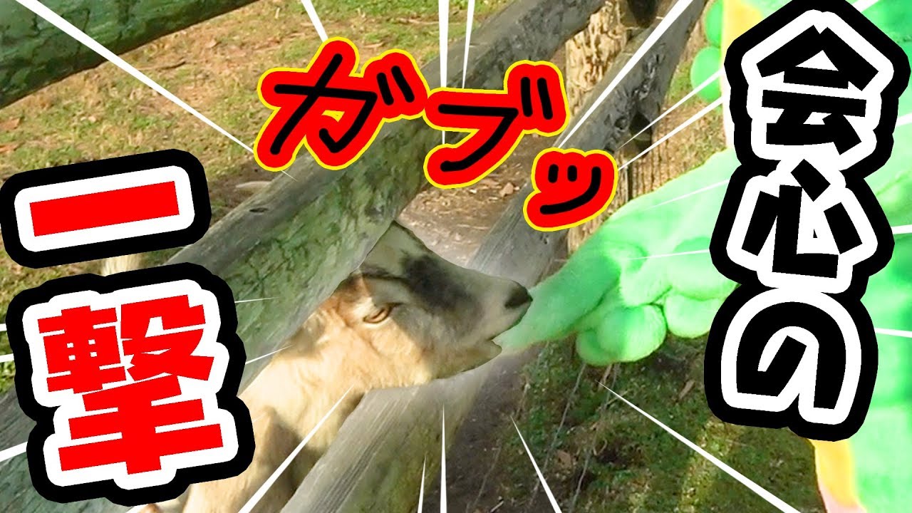 Gachapin gets bitten [Mother Farm Tour] - YouTube