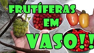 FRUTÍFERAS EM VASOS