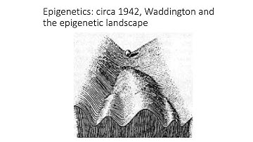 MCB 182 Lecture 8.1 - Introduction to Epigenomics