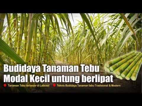 Video: Untuk Apa Tebu Digunakan – Pelajari Apa yang Harus Dilakukan Dengan Tanaman Tebu