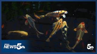 Pikes Peak Koi and Water Garden Society hosts 37th annual pond tour