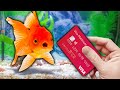 I gave my goldfish my credit card to spend