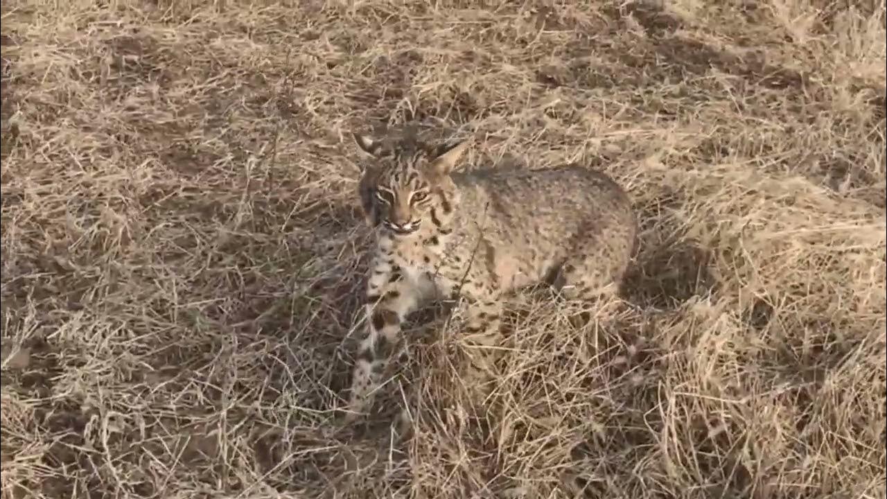 An Arkansas Bobcat YouTube