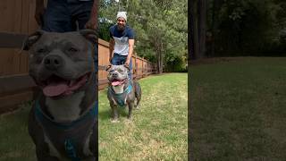 Best American Bully In The World! #sskk #viral #yt #ytshorts