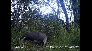 Foraging badgers in daytime