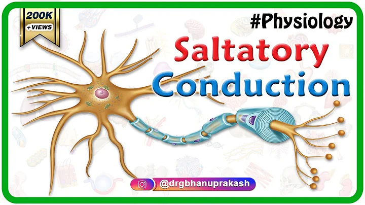Saltatory conduction - Conduction through Myelinated nerve fiber : Physiology medical animations