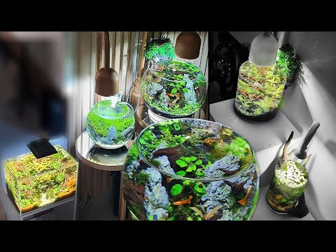 TODOS MEUS AQUÁRIO PLANTADOS NANOS, COMO ESTÃO 6 MESES DEPOIS!
