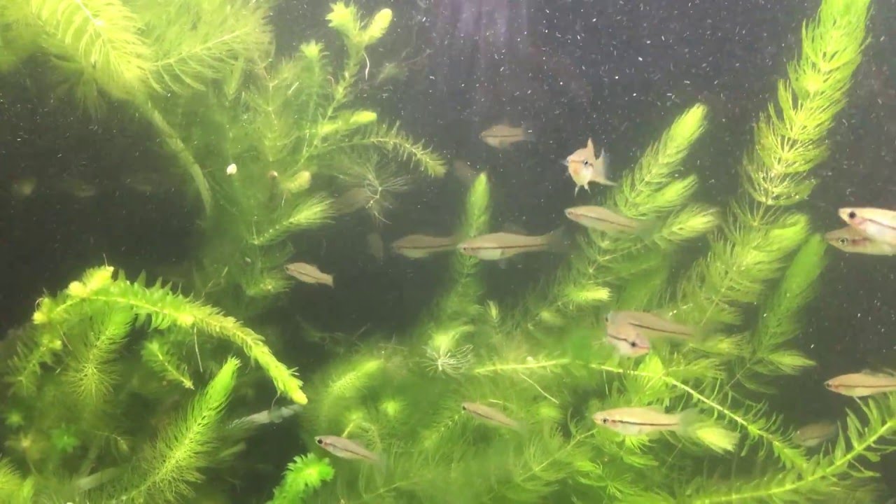 keeper security xiphophorus helleri rio otapa breeding colony