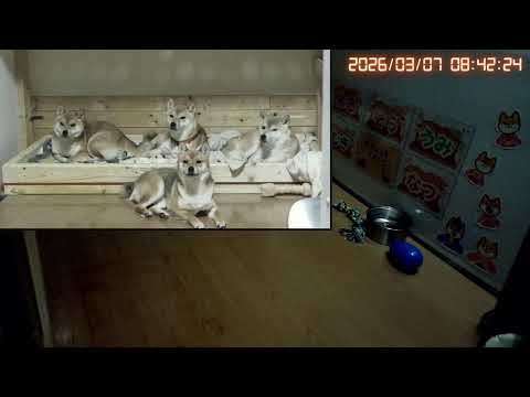 柴犬なつファミリー生配信【生後1歳＋179日】柴フェスはお昼ごろから参加予定！