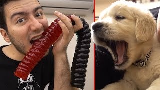 Dev Solucan Jeli̇bon Vs Cesur