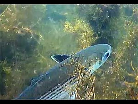 подводная охота на пеленгаса на азовском море