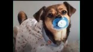 ПРИКОЛЬНЫЕ ВИДЕО ПРО ЖИВОТНЫХ. СМЕШНЫЕ ЖИВОТНЫЕ. ВИДЕО ПРИКОЛЫ С ЖИВОТНЫМИ. ПРИКОЛЬНЫЕ ВИДЕО ПРО ЖИВОТНЫХ. СМЕШНЫЕ ЖИВОТНЫЕ. ВИДЕО ПРИКОЛЫ С ЖИВОТНЫМИ.