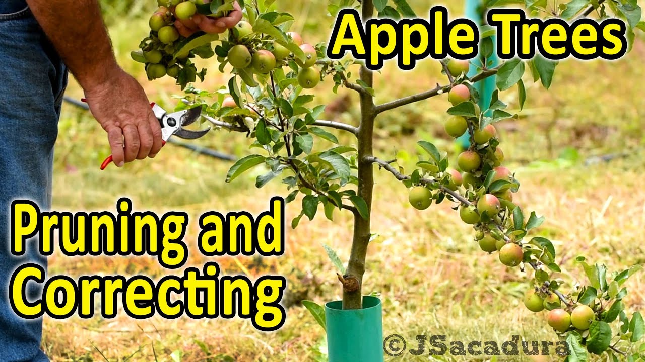 How To Trim Young Apple Trees