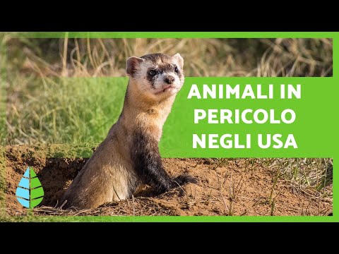 Video: Le 10 migliori spiagge per cani negli Stati Uniti