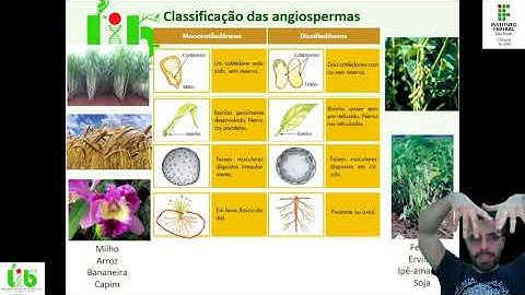 Botânica 6: Angiospermas Monocotiledôneas e dicotiledôneas