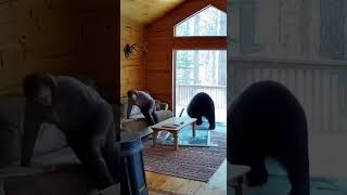 Bear breaks into house through glass door! Caught on security camera
