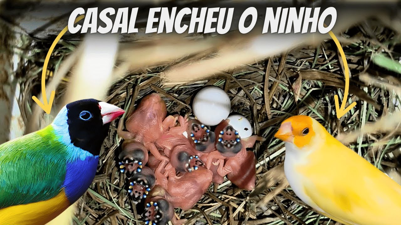 Manejo dos Filhotes de Diamante de Gould