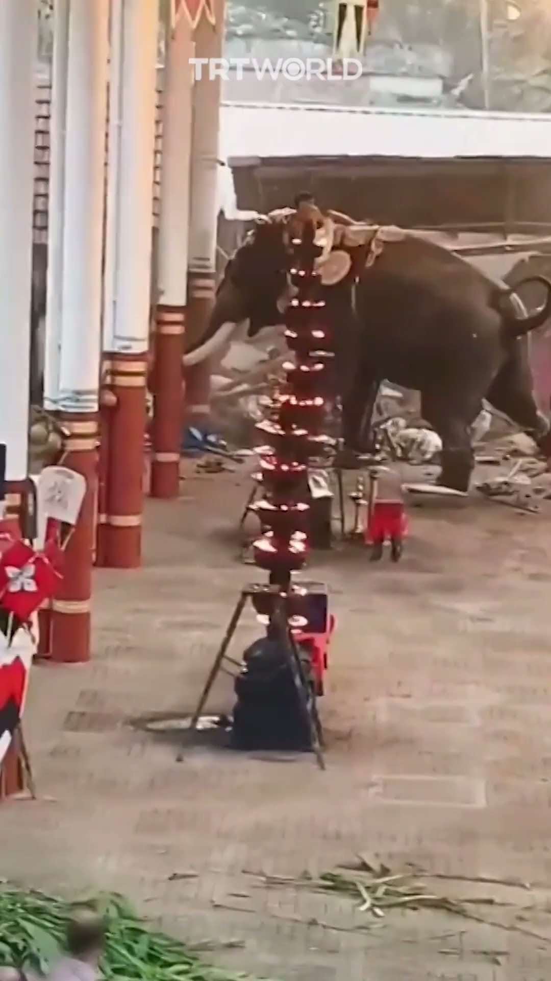 Rampaging elephants kill at least 3 people and injure several others at Indian temple