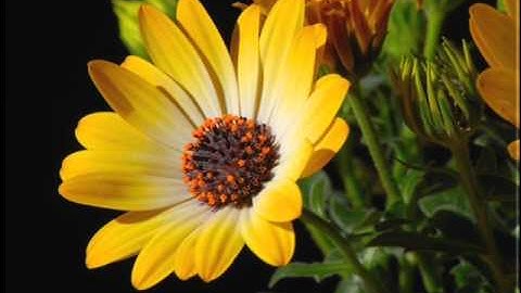 Forgiveness is the Key to Happiness. -- ACIM L. 121