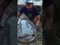 Ho pescato un pesce Siluro da 100 kg a Spinning #siluro #fishing #cstfishing #YuriGrisendi