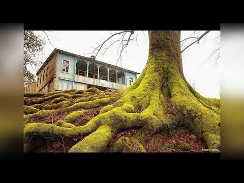 სისონა დარჩია (შემოქმედი)