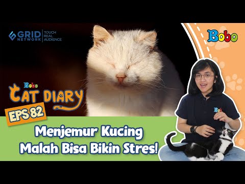 Video: Kucing Kucing: Bila dan Kenapa Kadang-kadang Perlu