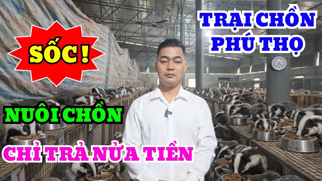 TRẠI CHỒN PHÚ THỌ GÂY SỐC KHI BÀ CON NUÔI CHỒN CHỈ CẦN THANH TOÁN 1 NỬA TIỀN BÀ CON TRANH NHAU NUÔI
