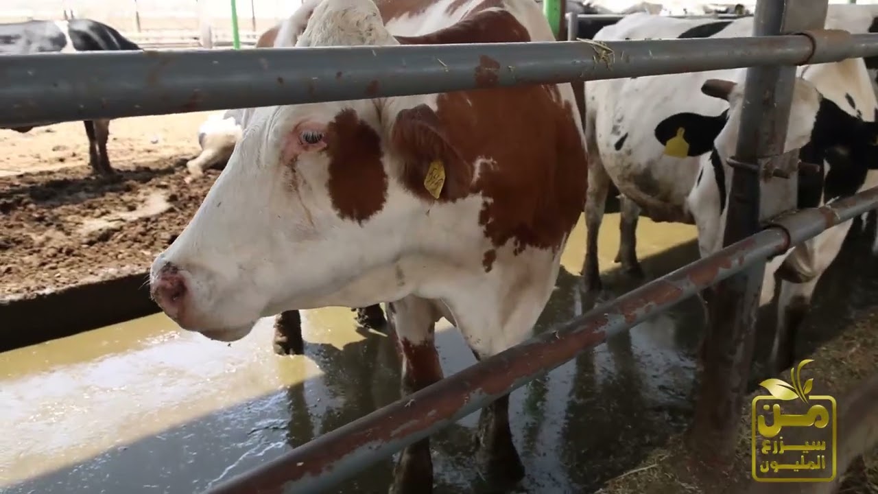 مزارع وفرة.. أكثر من 1500 رأس ماشية من أبقار الهولشتاين والسيمنتال.. حاجه خيال