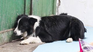 Dog Was Cruelly Abused By the Owner, He Was Scared and Hid in the Corner Even Being Rescued