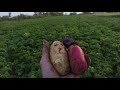 #3 Рання картопля Ред Соня , Арізона ,фіолетова картошка Екзотік скоро копати