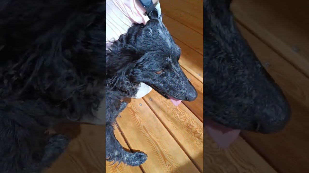 как нанести капли на холку собаке? Легко! #каплиотблох #собака #муди_Фьюкти #mudidog