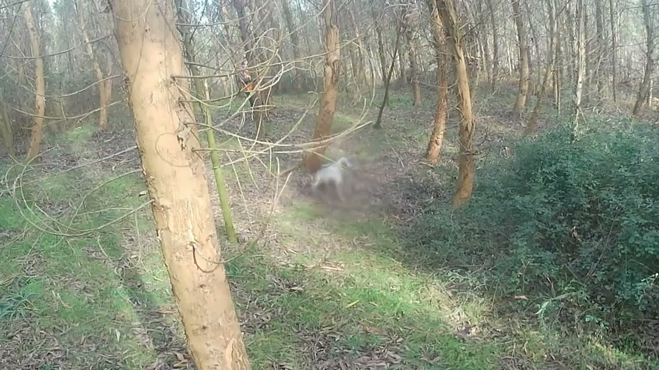 TEMPORADA 2025-2026. Faisan encontrado por Zico, resto de perros a patrón