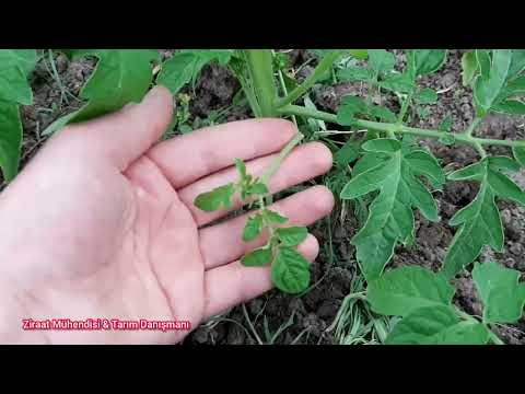 Video: Domates Yapraklarını Kesmek: Domates Bitkilerini Kesmeyi Öğrenin
