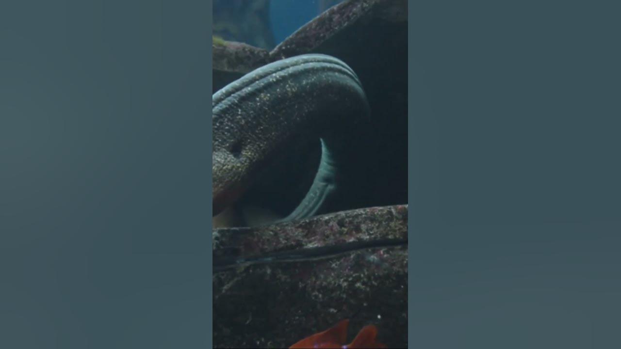 The Shocking Superpower: The Electric Eel - YouTube
