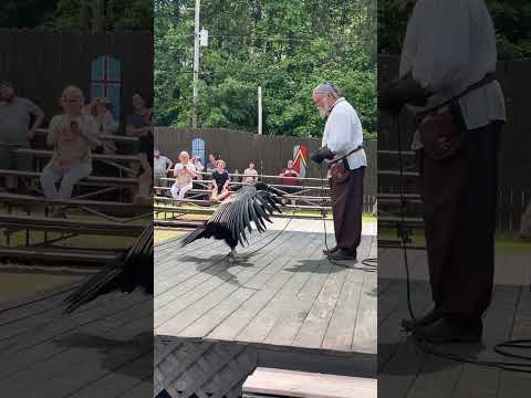 Video: Predatore maestoso: Condor Bird