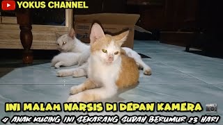 KETIKA SEMUA KUCING BERKUMPUL BERSAMA DI DALAM SATU RUANGAN