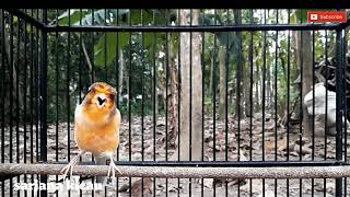 Download Lagu sekali putar Kenari apapun langsung nyautt... MP3